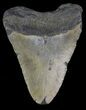 Bargain, Megalodon Tooth - North Carolina #66441-2